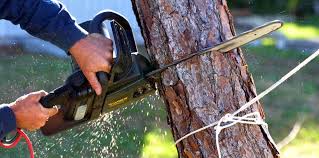  Corydon, IA Tree Removal Services Pros