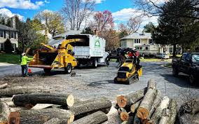 Best Lawn Dethatching  in Corydon, IA