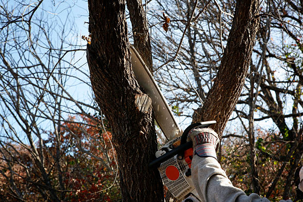 Best Tree Mulching  in Corydon, IA