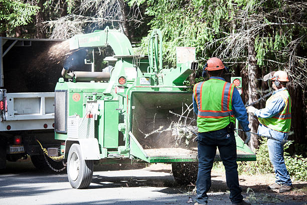 Best Tree Risk Assessment  in Corydon, IA